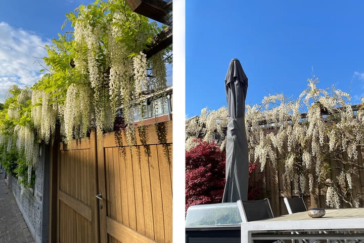 Foto 32 van Belizehof 7