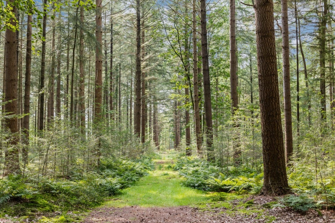 Foto 36 van Langsweg 18