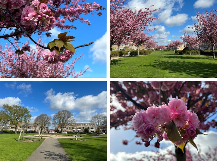 Foto 46 van Batavierenplantsoen 16