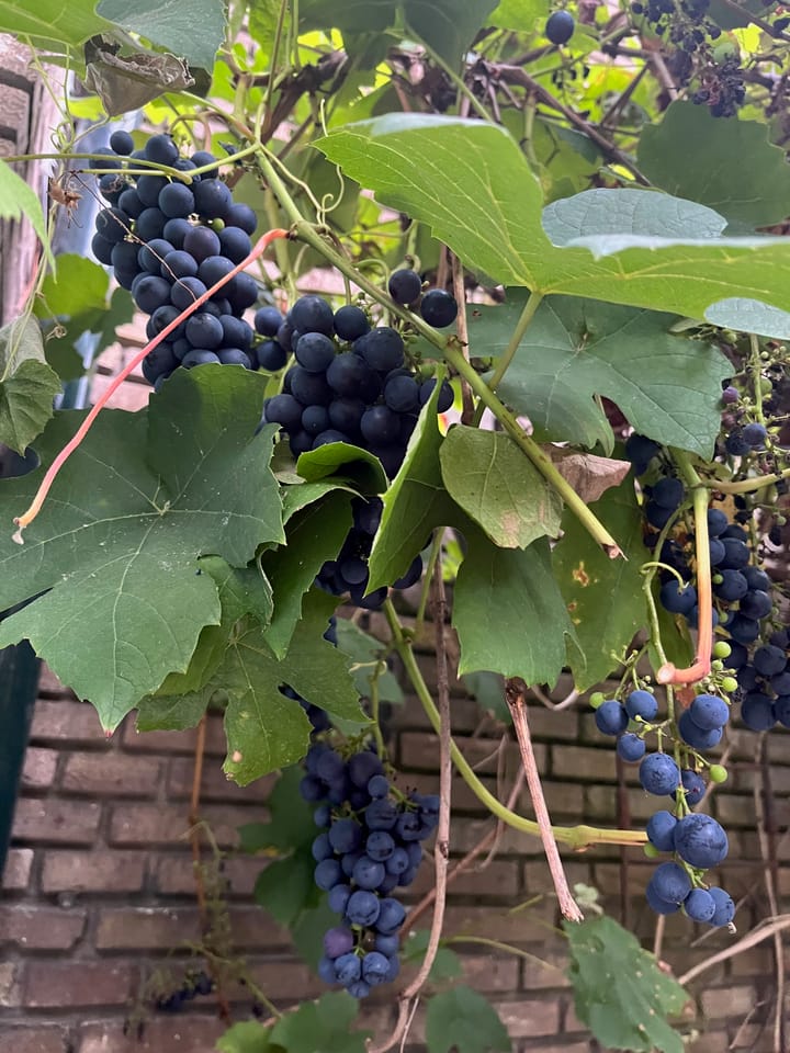 Foto 24 van Meer en Boslaan 4