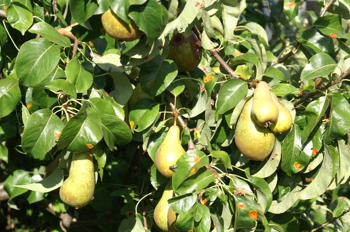 Foto 40 van Lisdoddeveld 28