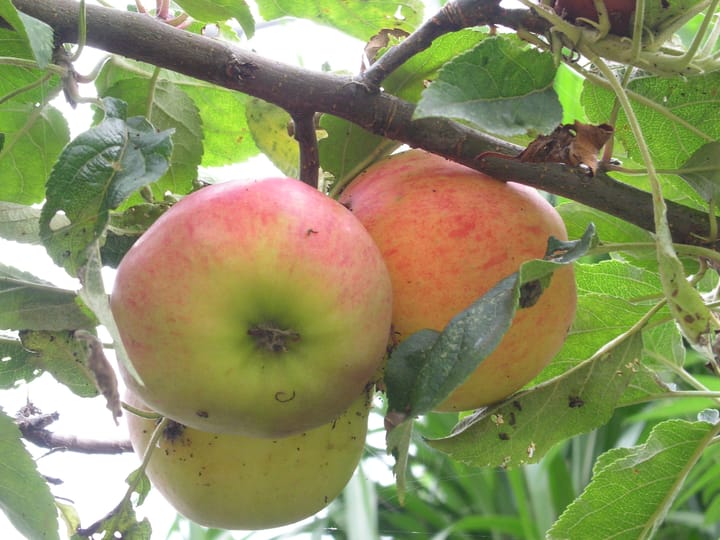 Foto 43 van Lisdoddeveld 28