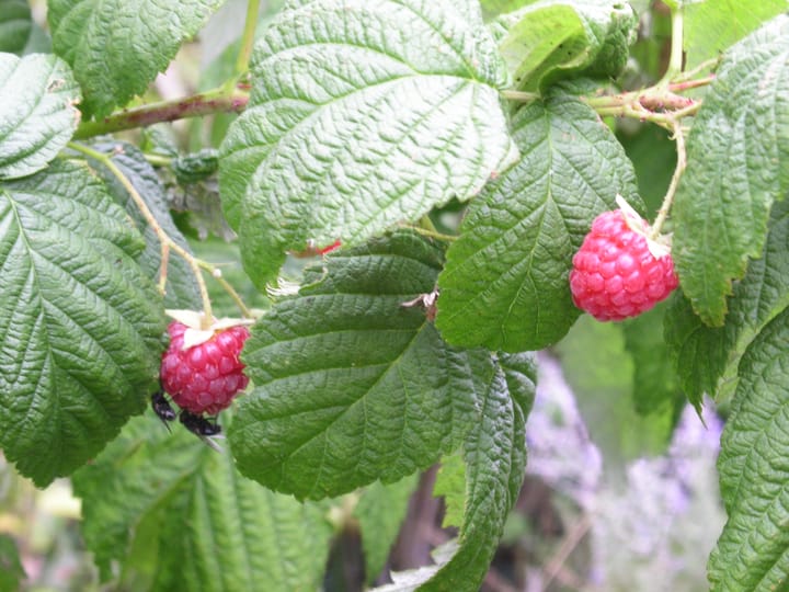 Foto 44 van Lisdoddeveld 28