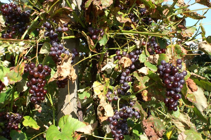 Foto 45 van Lisdoddeveld 28