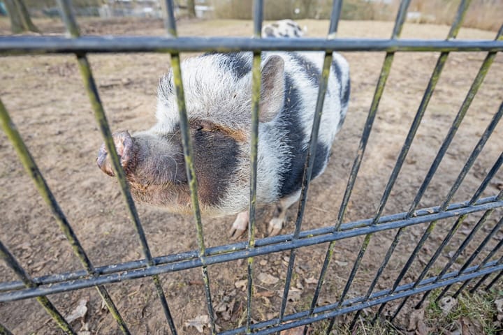 Foto 47 van Reggestraat 19