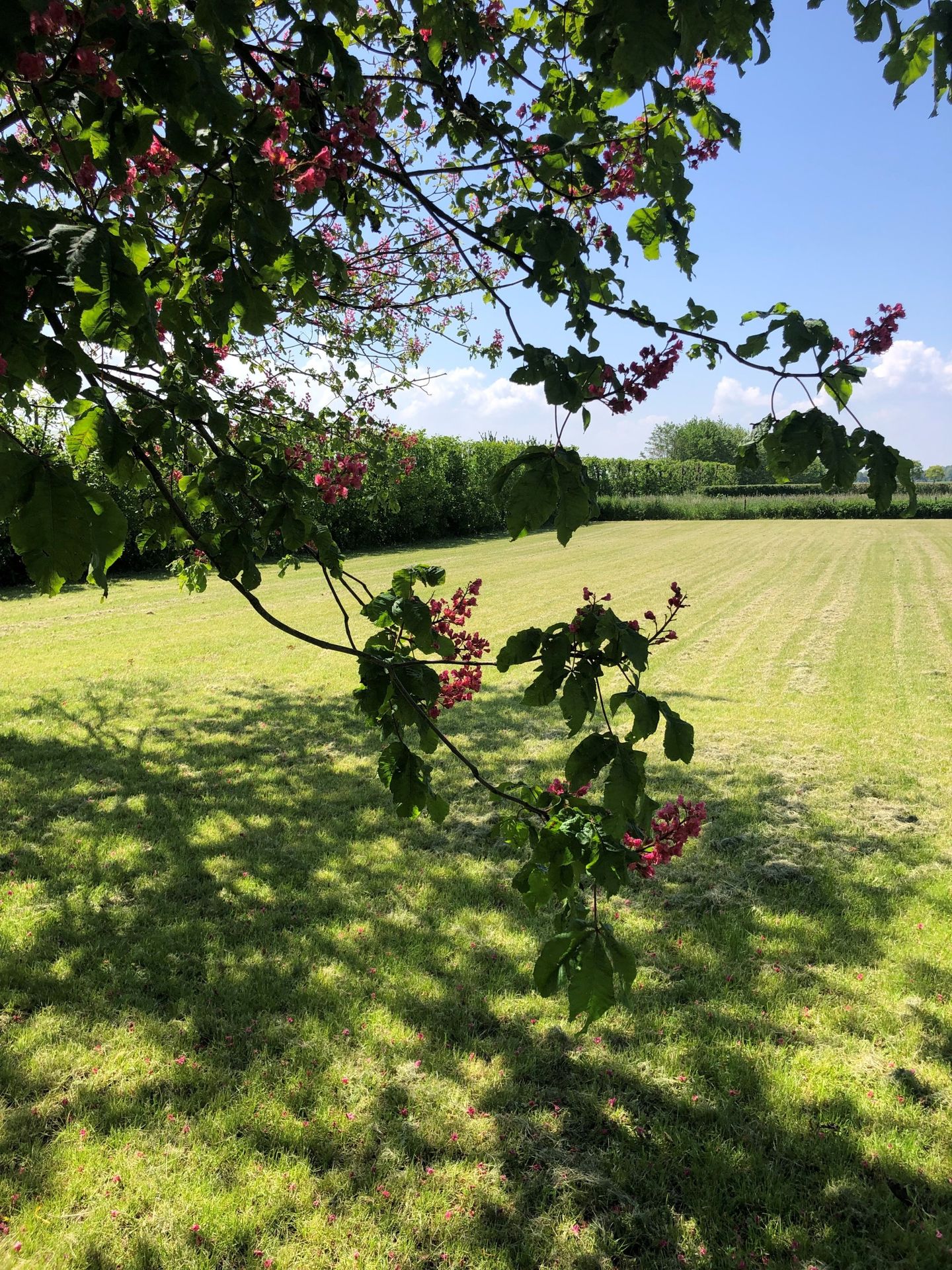 Foto 5 van Waaijakkers