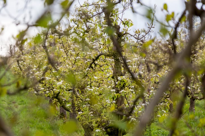 Foto 24 van Hemstraat 30