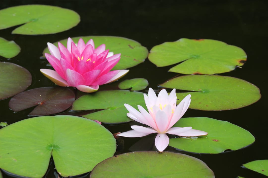 Foto 46 van Bizetlaan 8