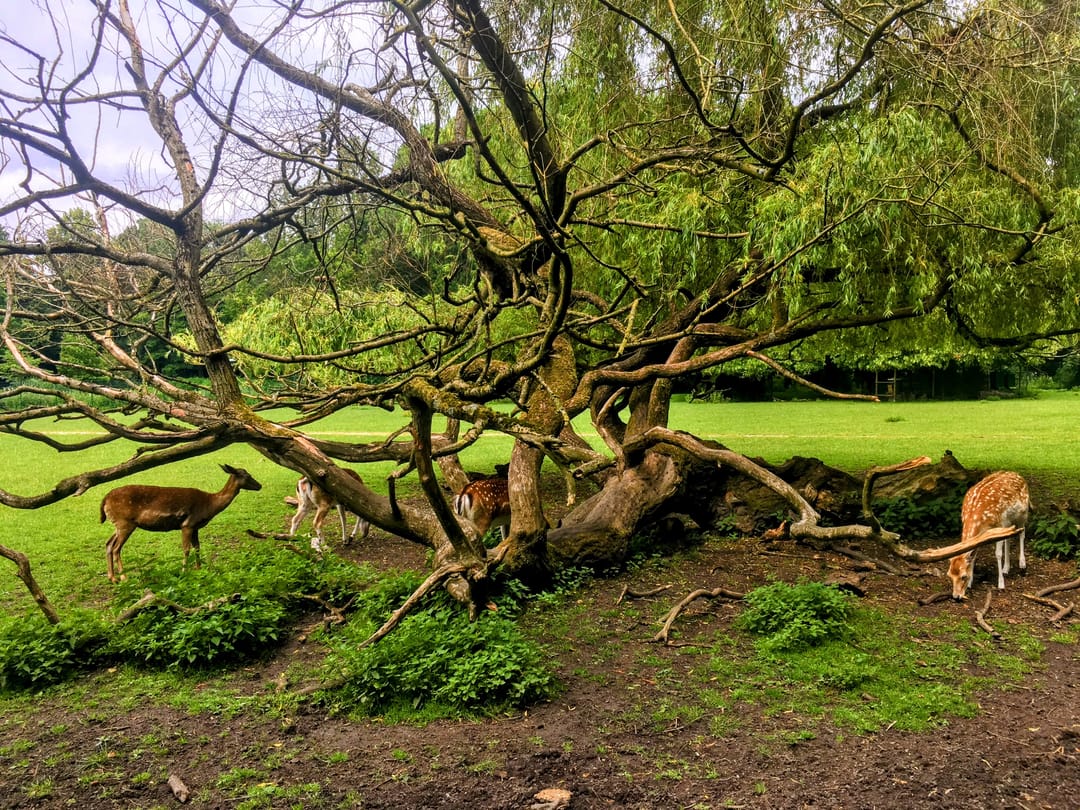 Foto 53 van Bizetlaan 8