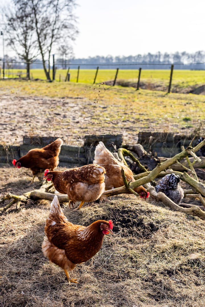 Foto 38 van P W Janssenweg 49