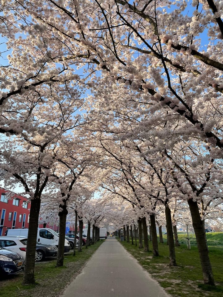 Foto 2 van Sepiastraat 86