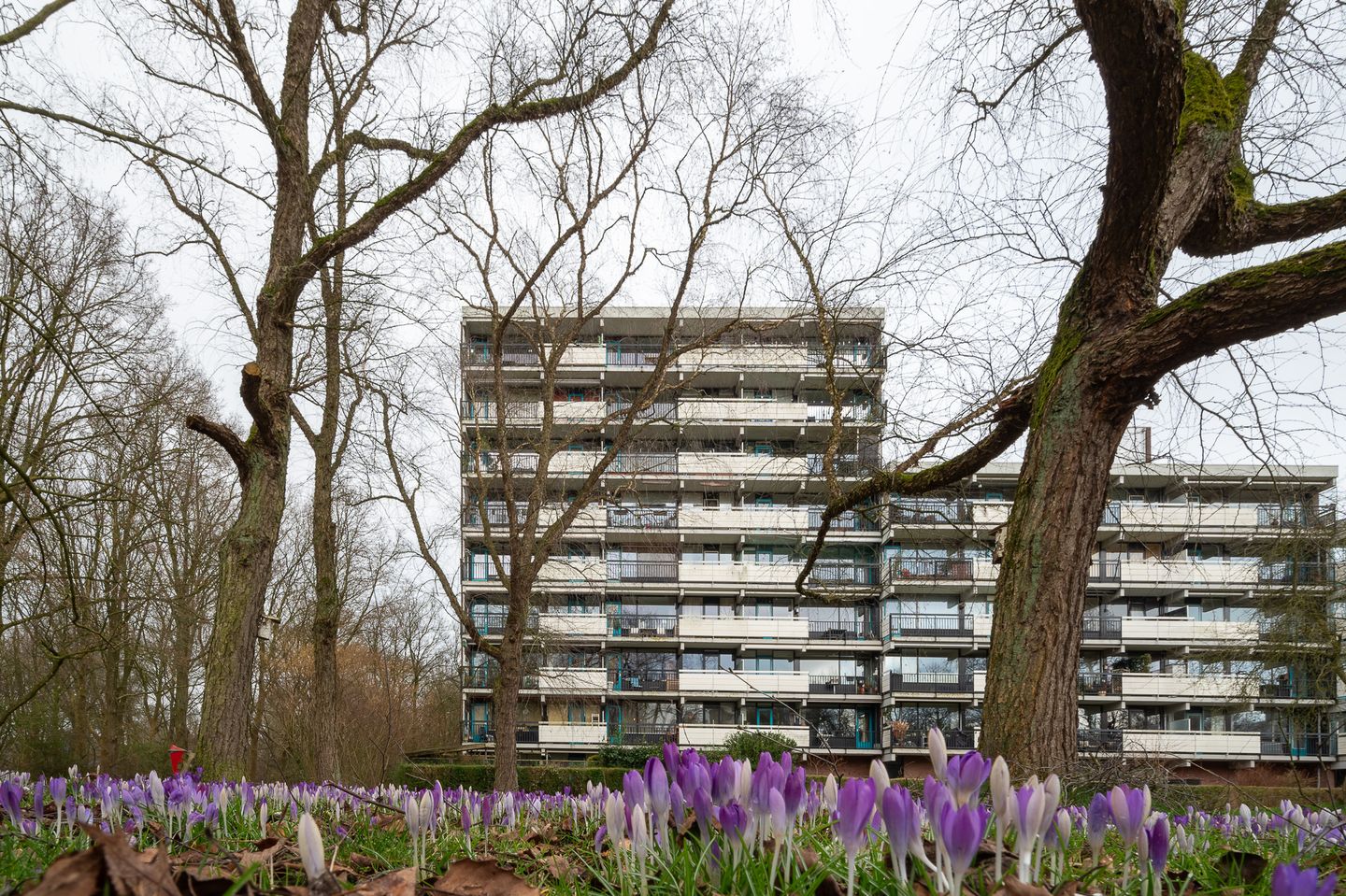 Foto 1 van Top Naefflaan 82