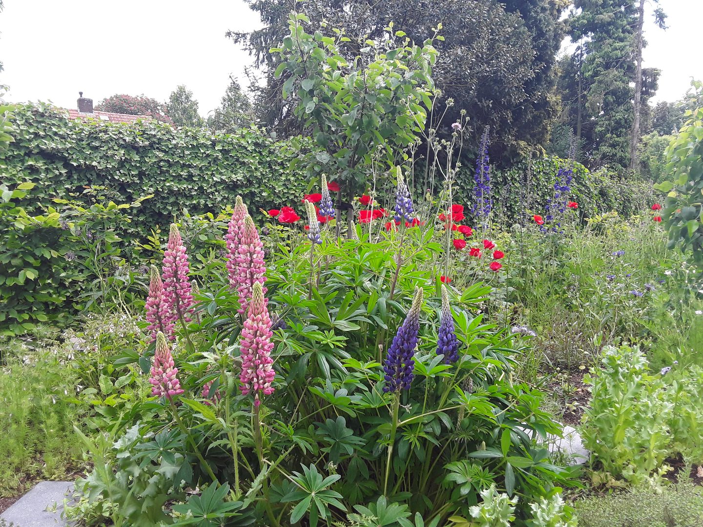 Foto 44 van Bernard IJzerdraatstraat 1-A