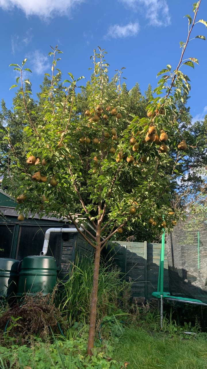 Foto 39 van Troelstralaan 21-B