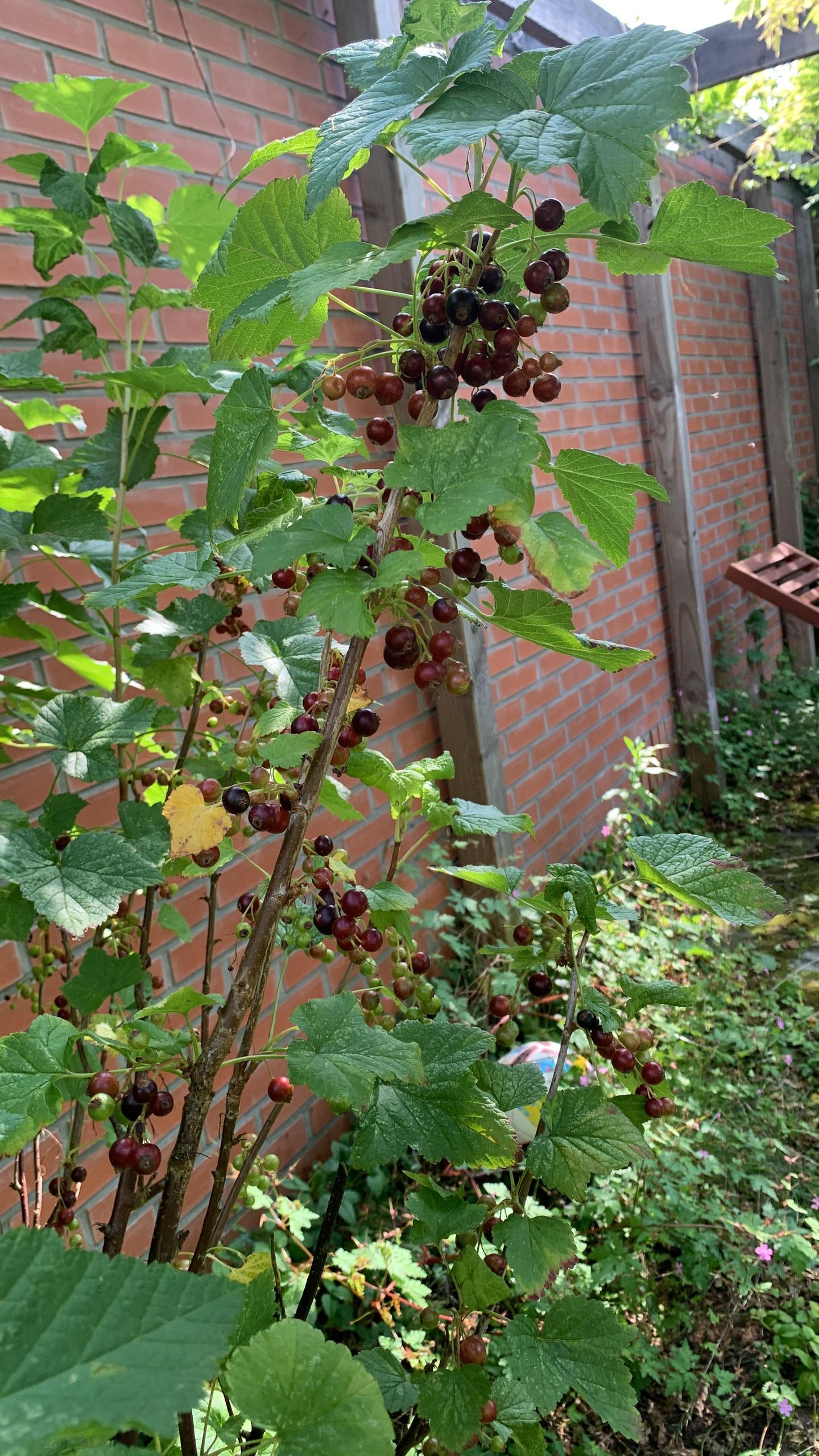 Foto 40 van Troelstralaan 21-B