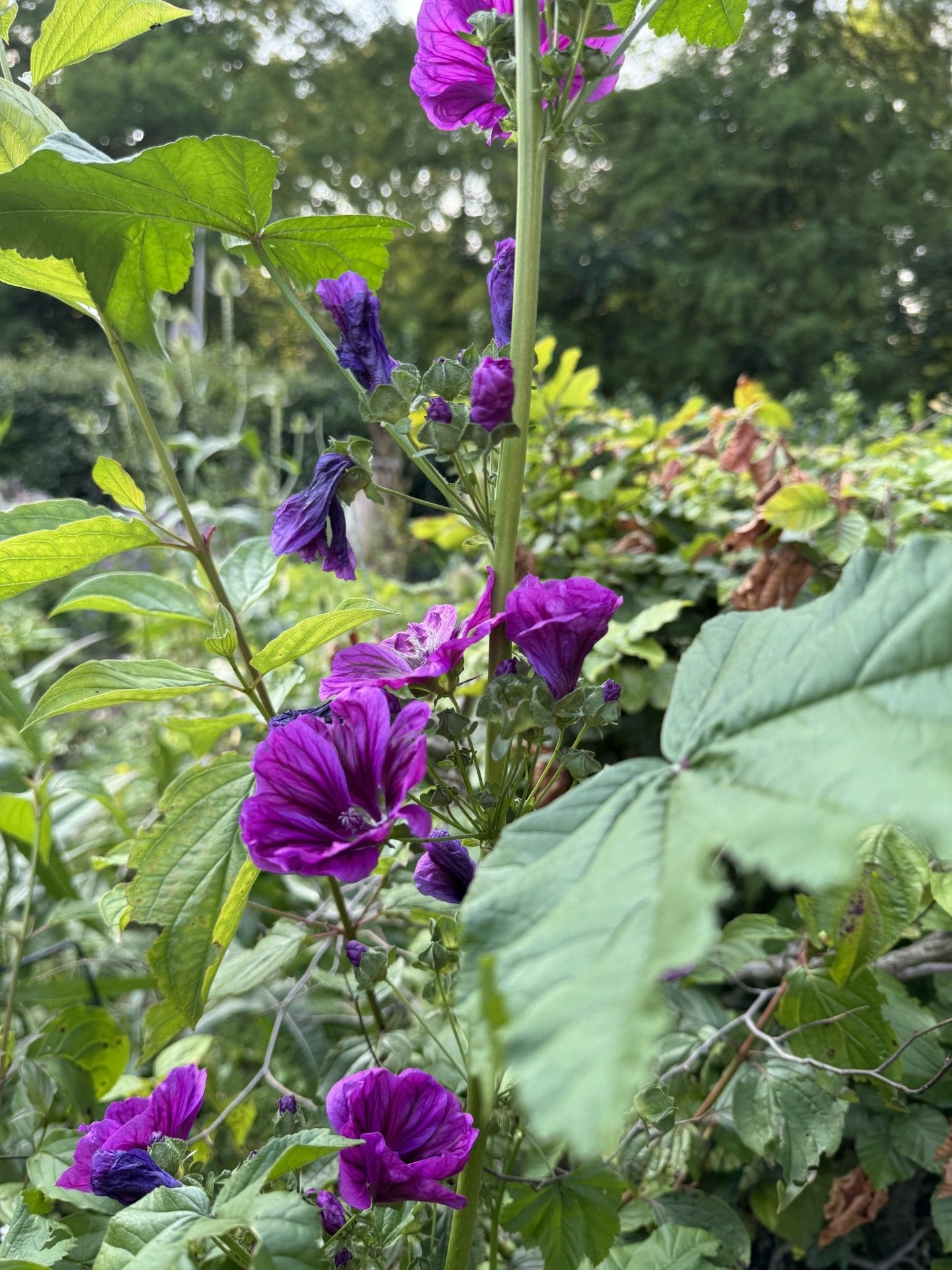 Foto 54 van Rietzangerstraat 1