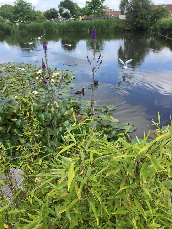 Foto 44 van Kapelhof 89