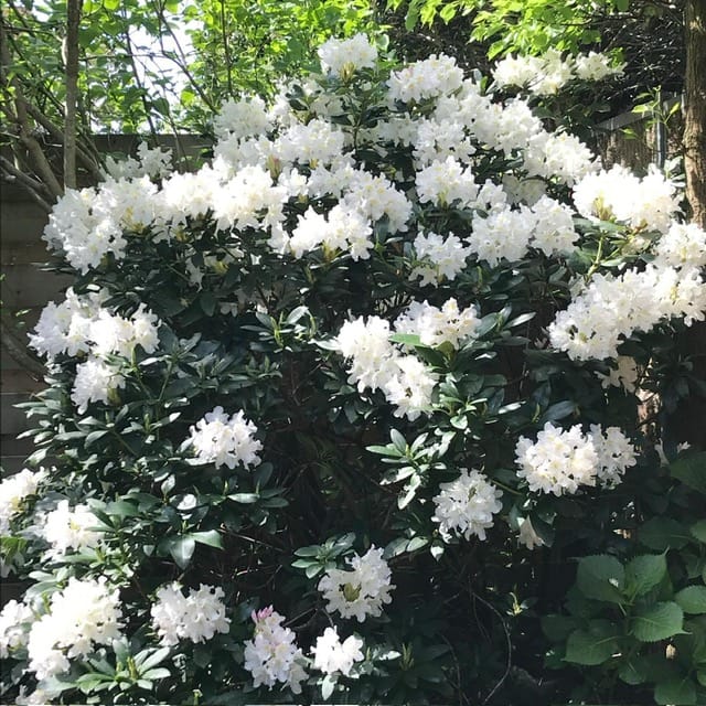 Foto 15 van Cornelis Zillesenlaan 27