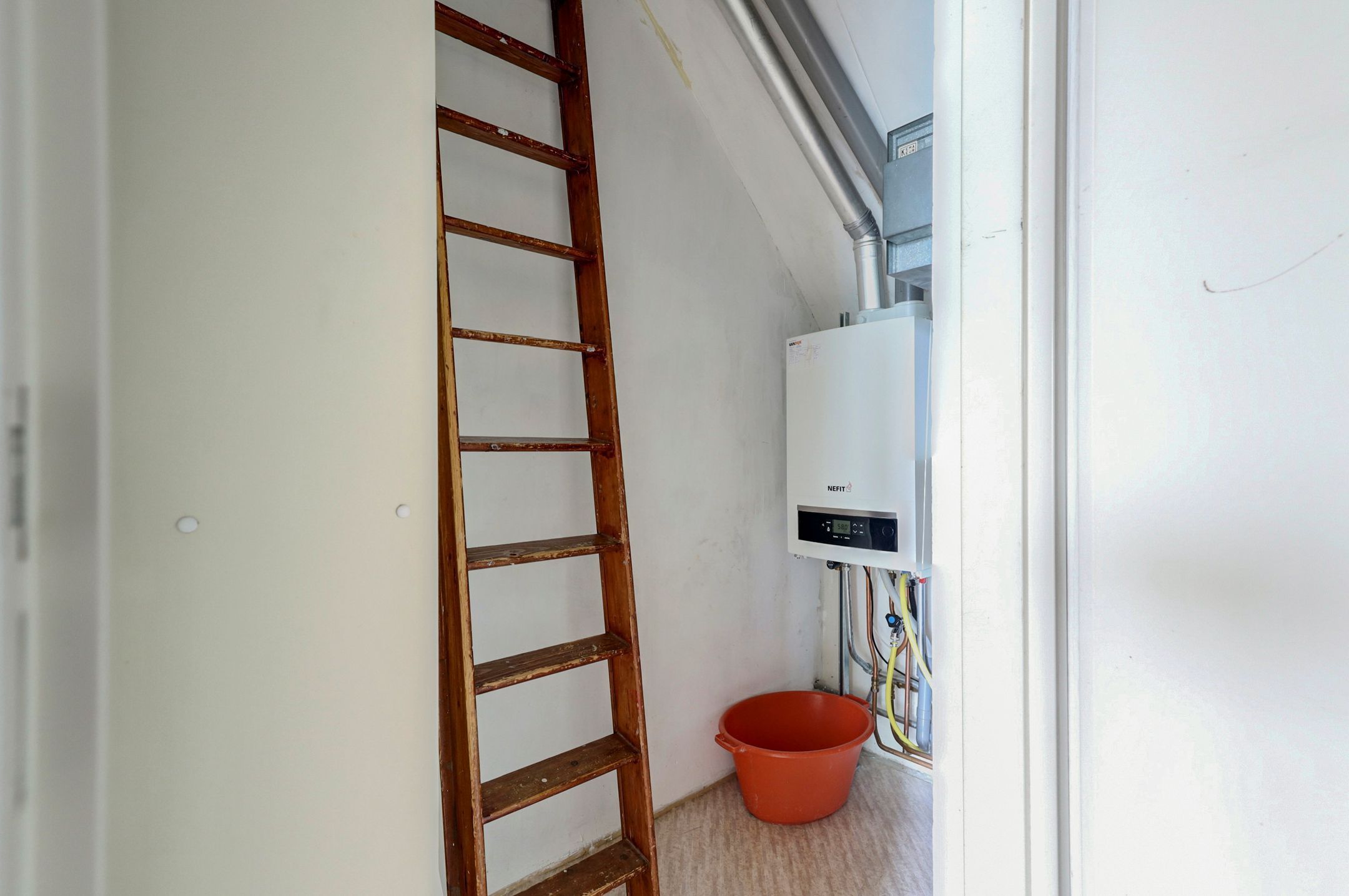 Foto 30 van Pinksterbloem 28