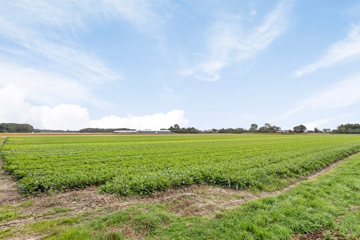 Foto 50 van Vogelenveld 53