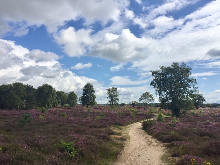 Foto 33 van Diependaalselaan 273