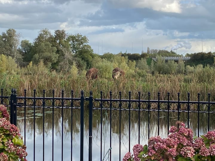 Foto 17 van Osdorperweg 888