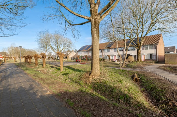 Foto 44 van Korenbloem 44