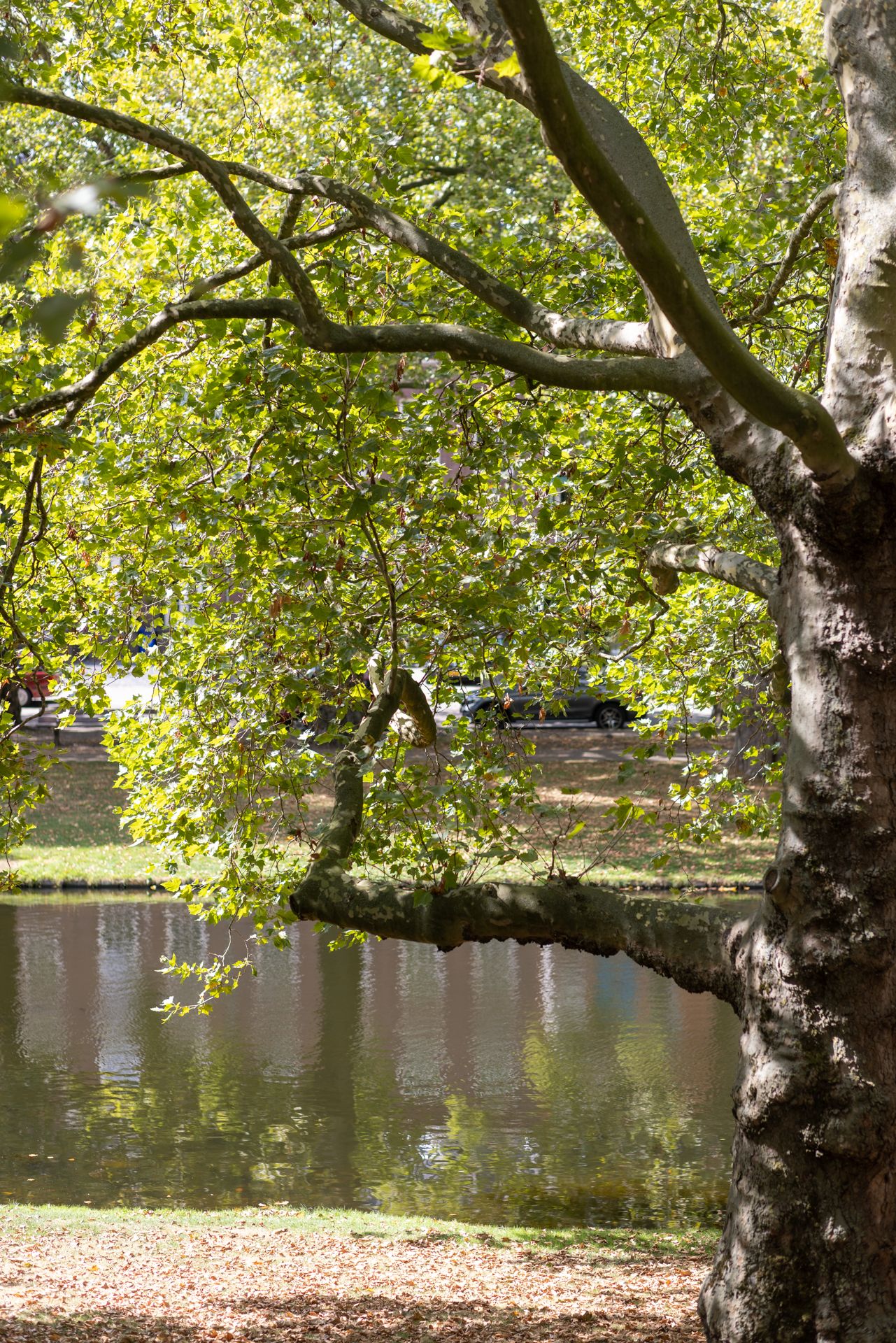 Foto 69 van Heemraadssingel 56-C