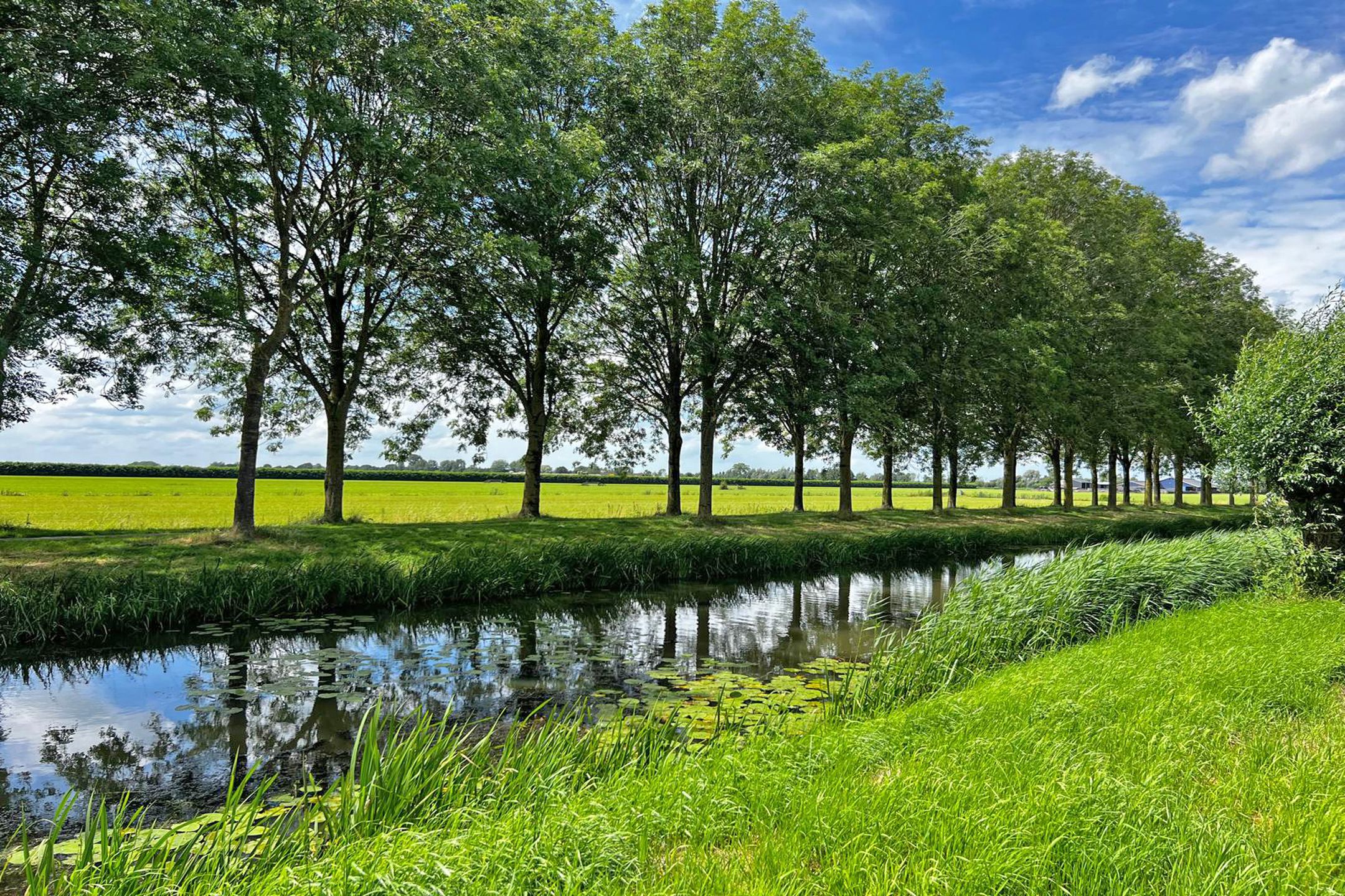 Foto 36 van Goudplevier 40