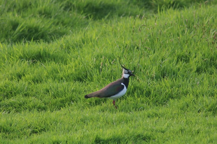 Foto 13 van Sluisstraat 1-A