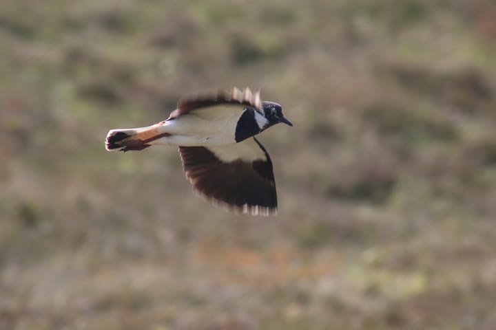 Foto 14 van Sluisstraat 1-A