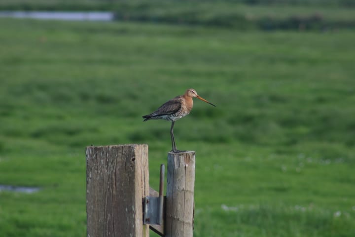 Foto 14 van Sluisstraat 1-C