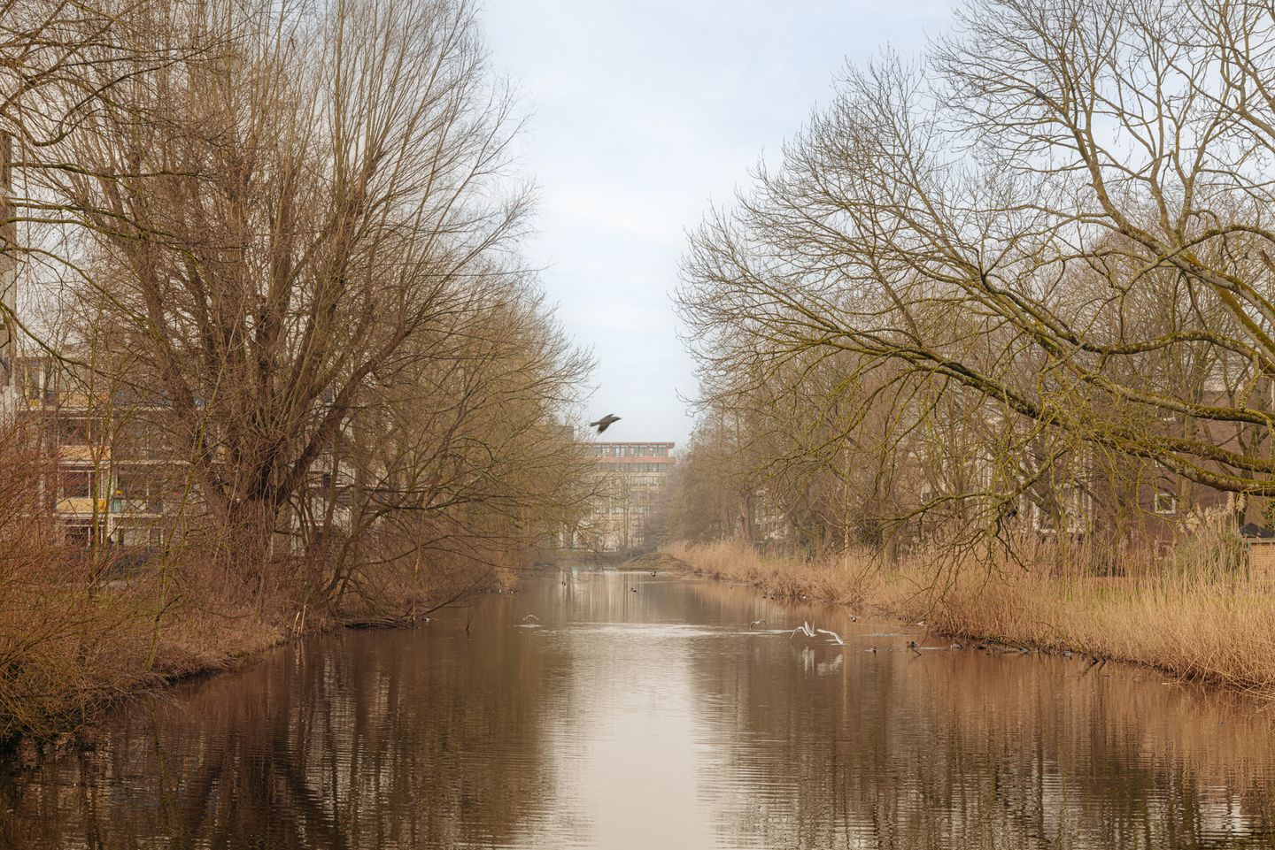 Foto 14 van Schierstins 95