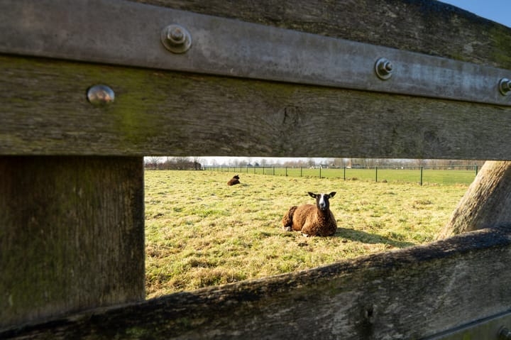 Foto 60 van Koepad 22