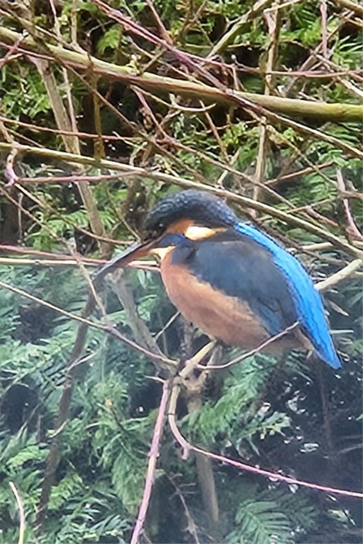 Foto 49 van Anfieldroad 1