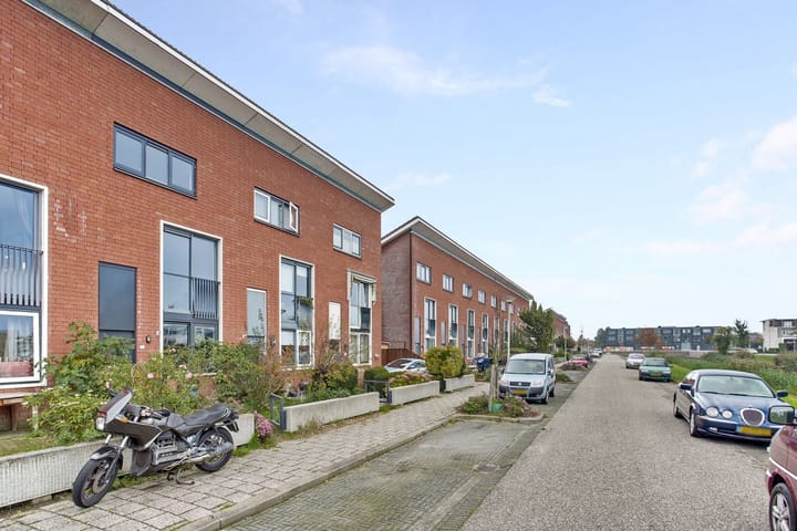 Zwarte Specht 42