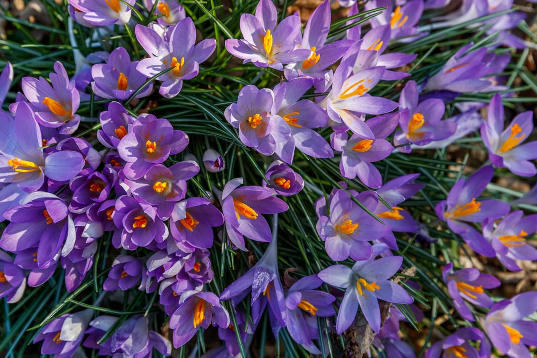 Foto 31 van Bogotadreef 3