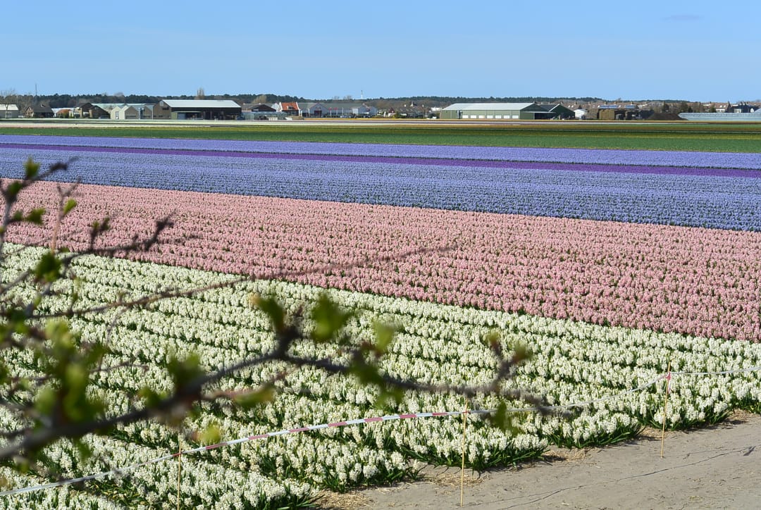 Foto 22 van Duinhorst 87