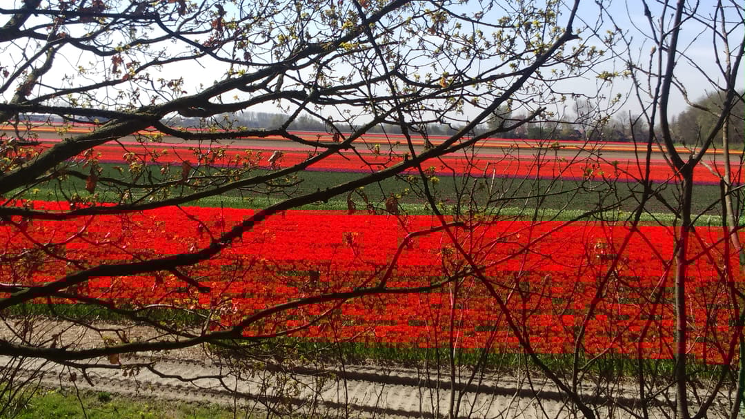 Foto 23 van Duinhorst 87