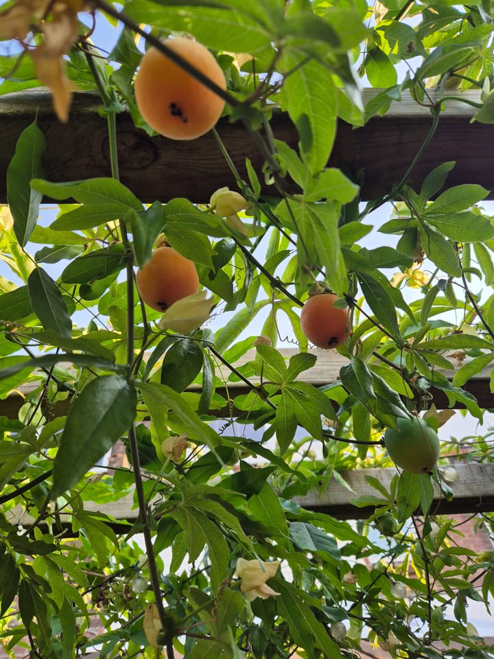 Foto 49 van Galjoenstraat 87