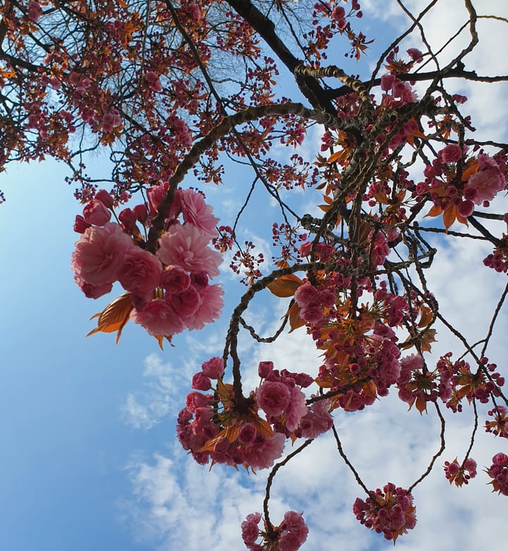 Foto 52 van Galjoenstraat 87