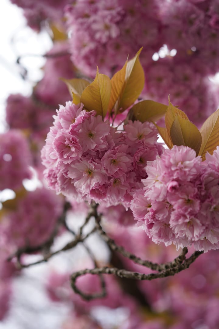 Foto 53 van Galjoenstraat 87