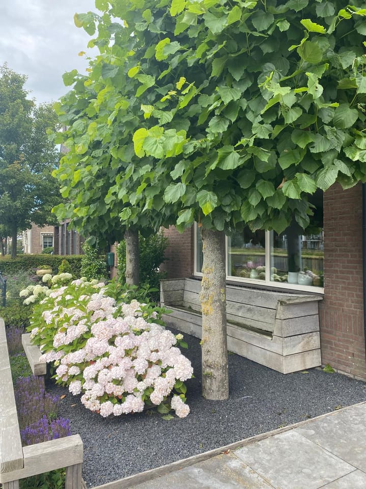 Foto 5 van Hillegommerdijk 31