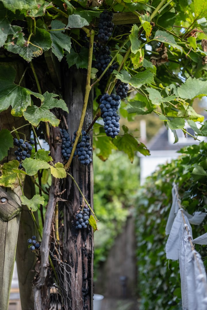 Foto 56 van Koarte Miente 12