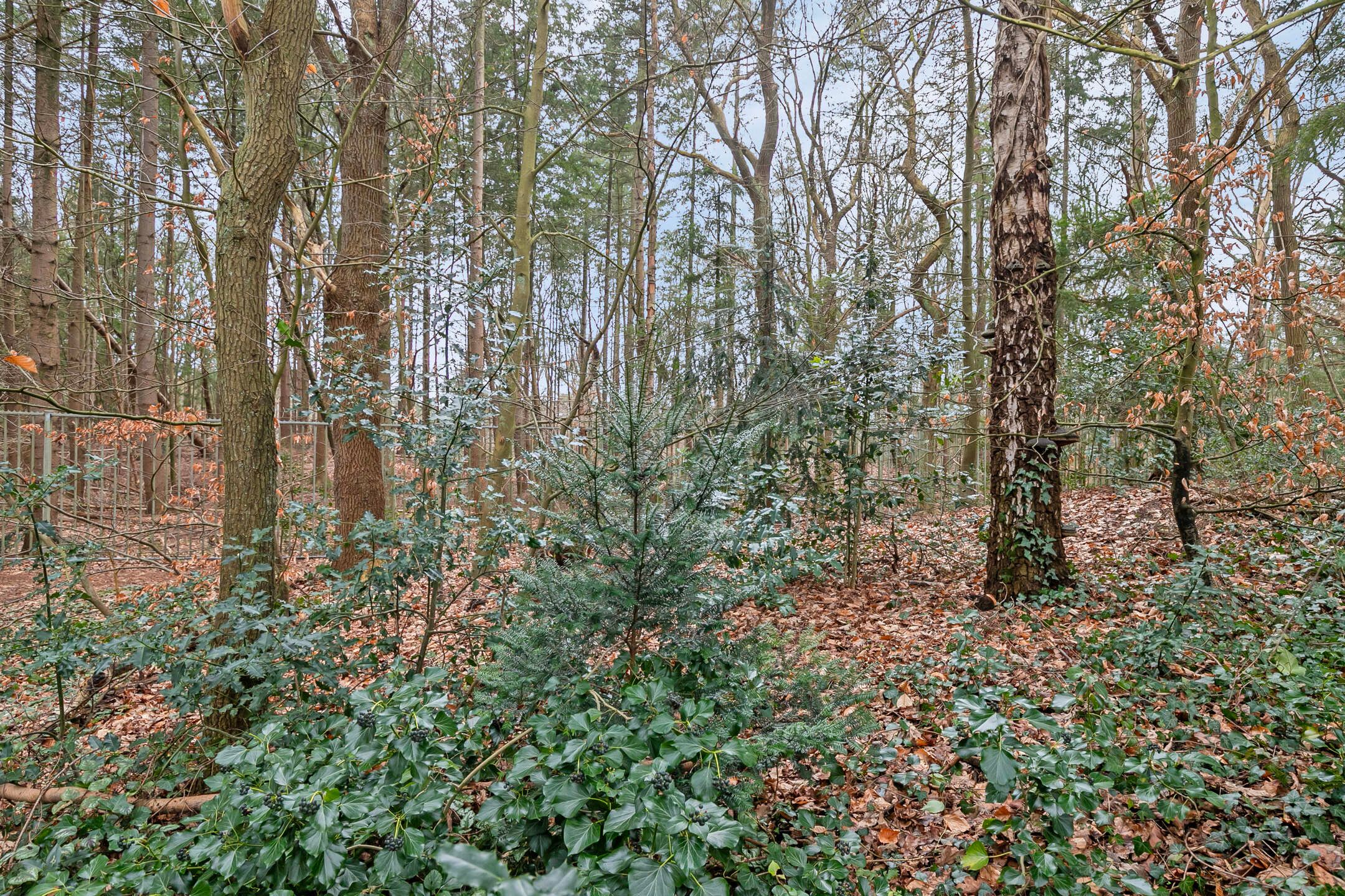 Foto 36 van Putterlaan 159