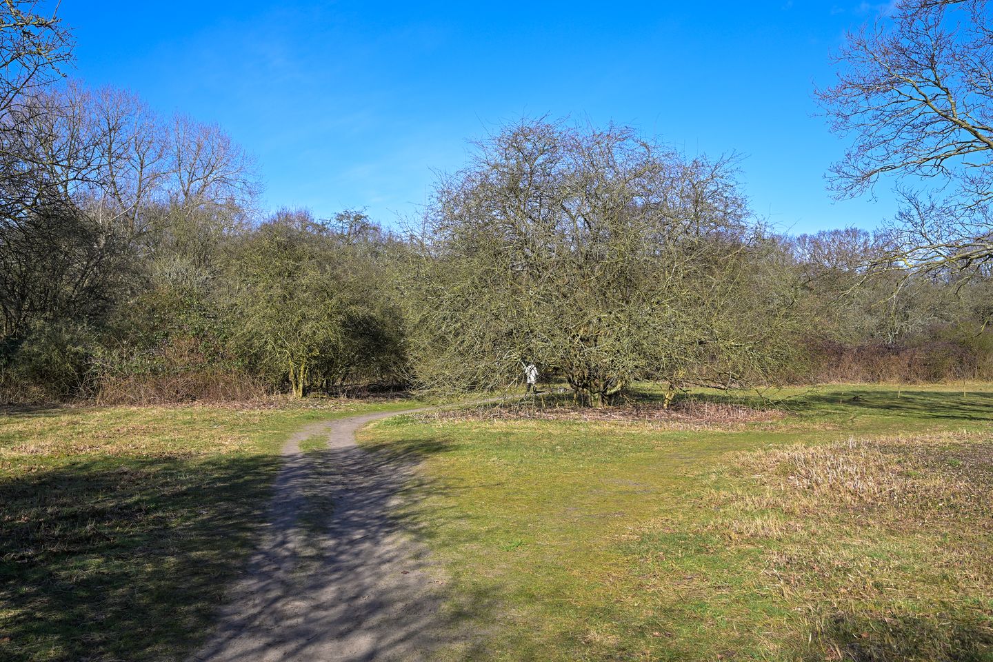 Foto 34 van Van Alkemadelaan 958