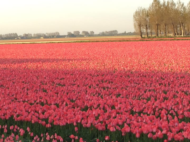 Foto 34 van Bennebroekerdijk 215