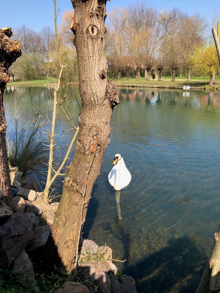 Foto 87 van de Uilenburg 10