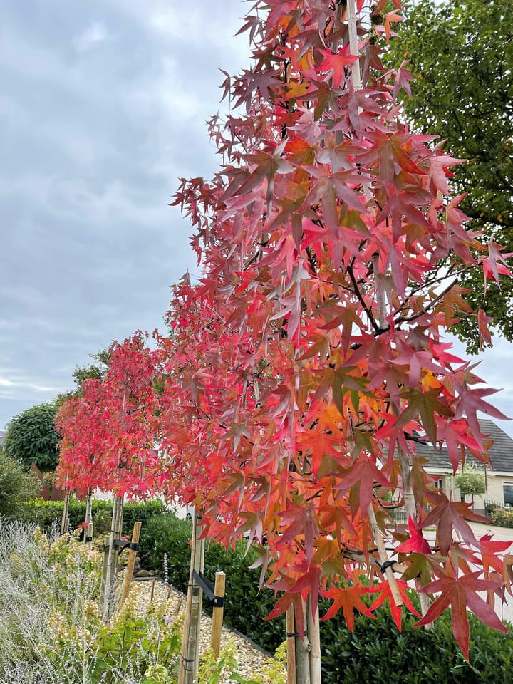 Foto 113 van de Uilenburg 10