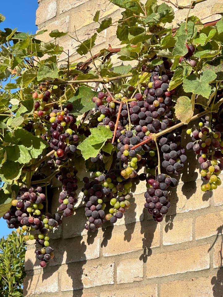 Foto 124 van de Uilenburg 10